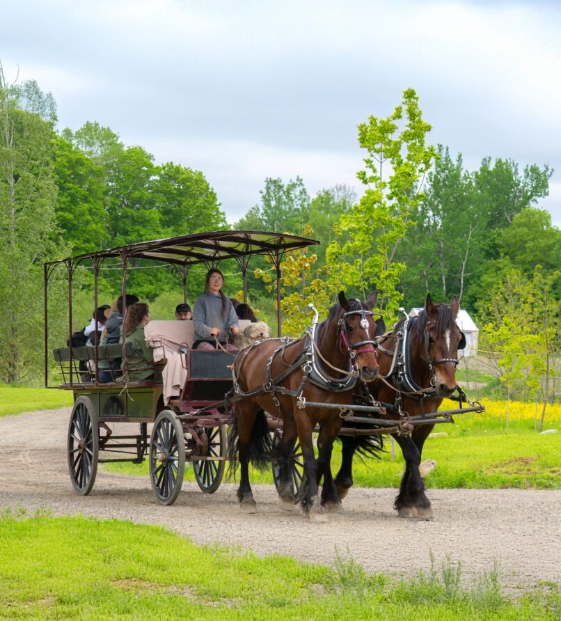 Balade en carriole