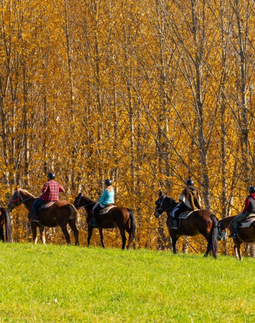 Équitation