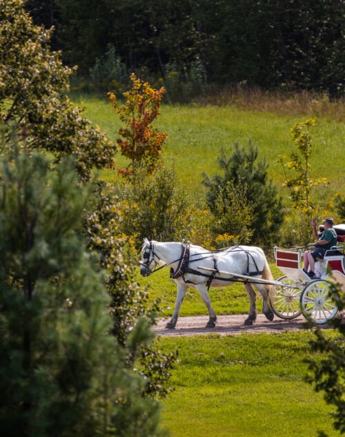 Balade en calèche privée