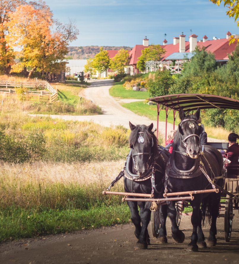 6 person private carriage ride