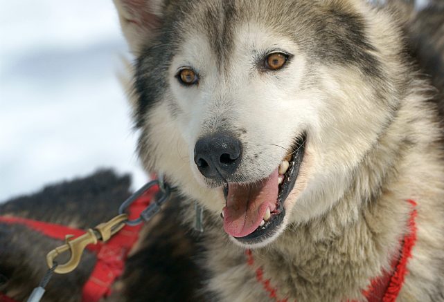 Dog-sledding