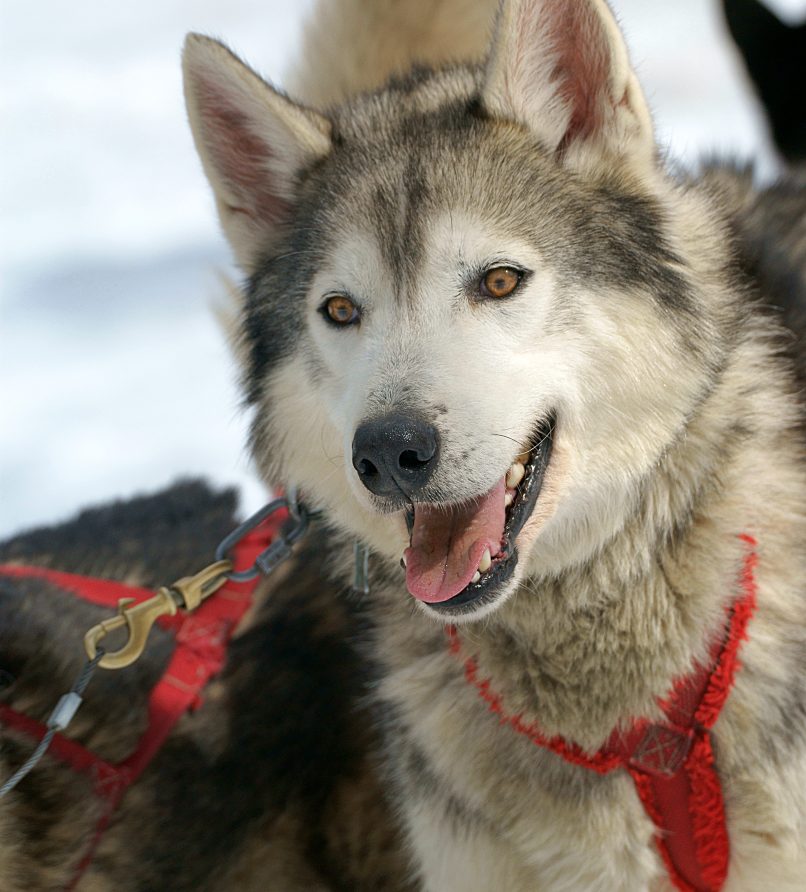 Dog-sledding
