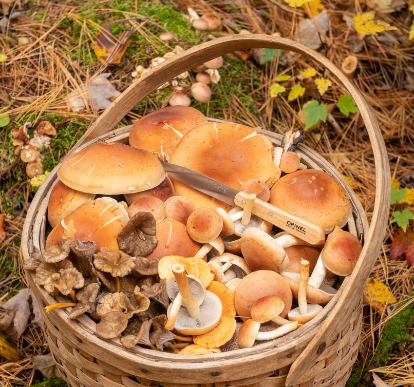 Le-Baluchon_automne-09817