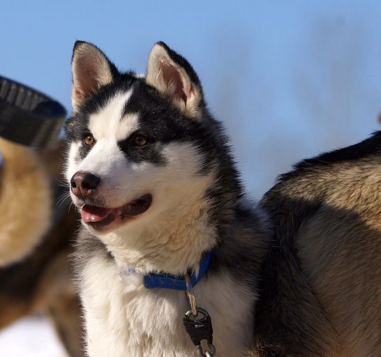 Dogsledding thrills