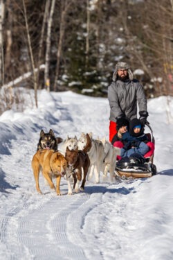 traineau a chiens activités hiver au Baluchon
