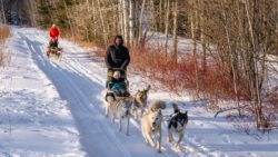 Traineau a chiens activités hiver au Baluchon