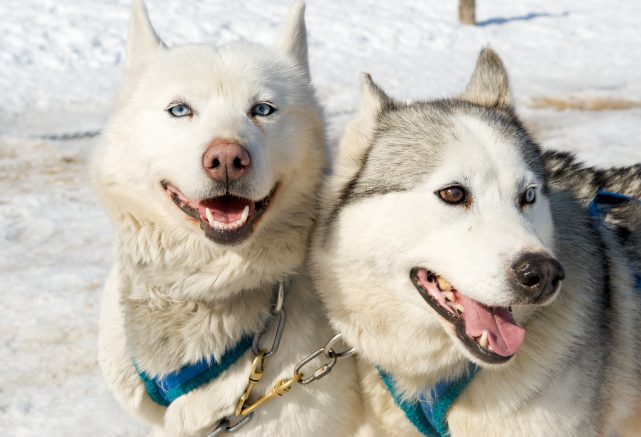 Le traîneau à chiens : la vedette de l’hiver !