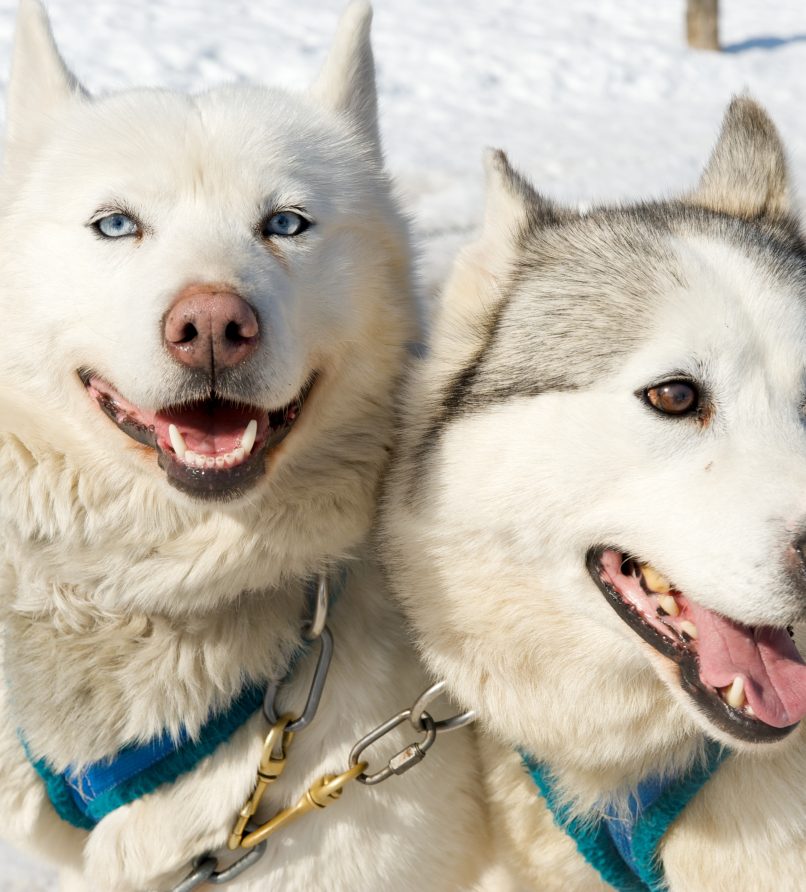 Le traîneau à chiens : la vedette de l’hiver !