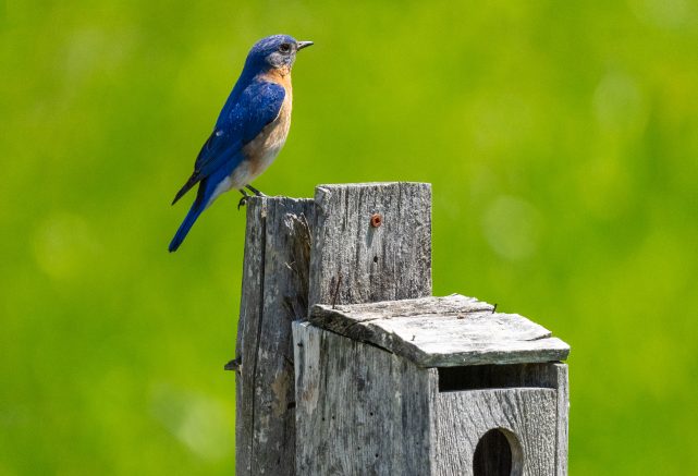 Observation de la faune