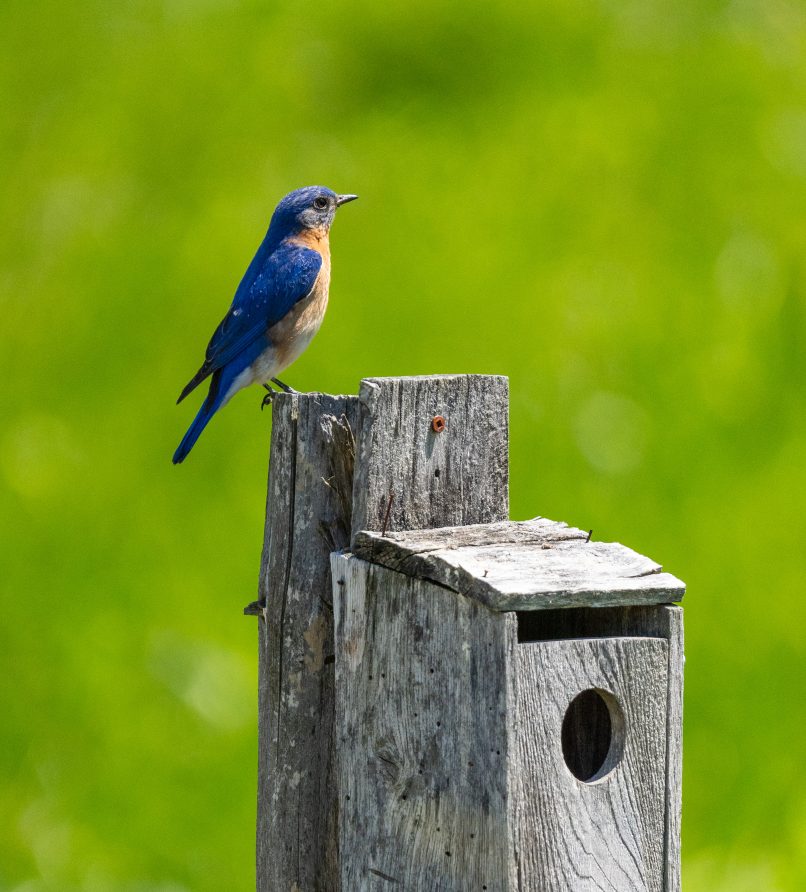 Wildlife observation