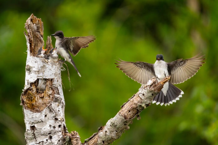 Nichée de tyrans tritri. Oiseaux au Baluchon
