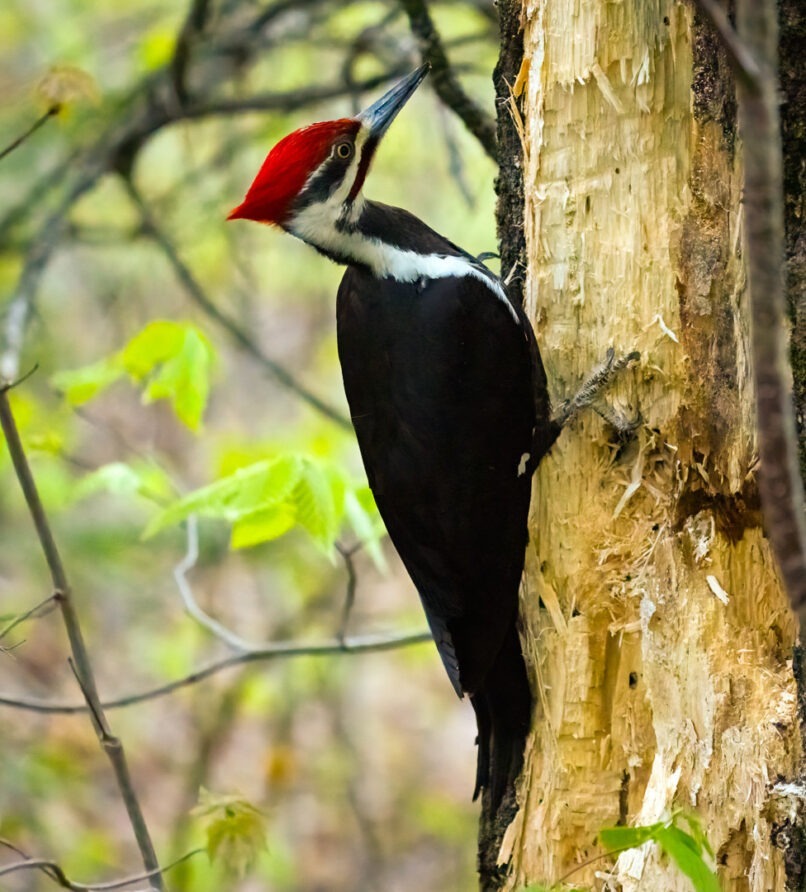 Observation de la faune