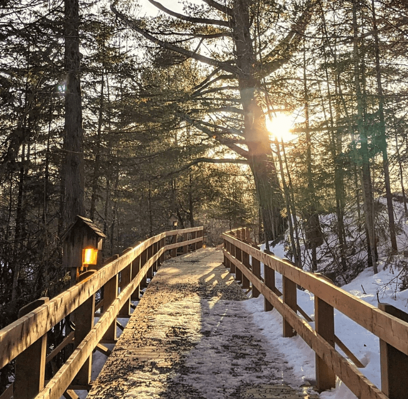 Immersive walk along the forest boardwalk