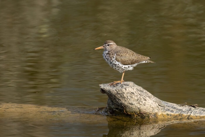 Chevalier, oiseau au Baluchon