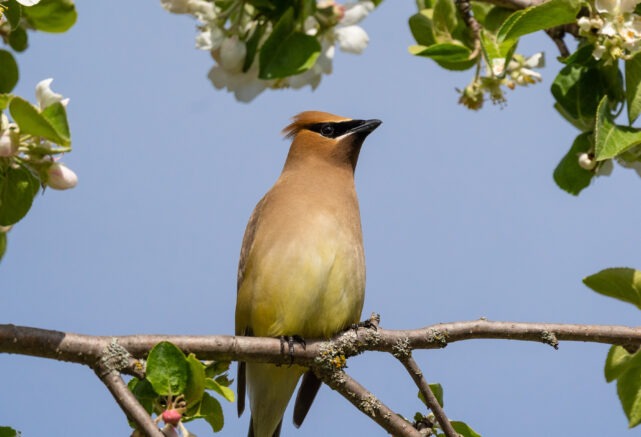 Observation de la faune