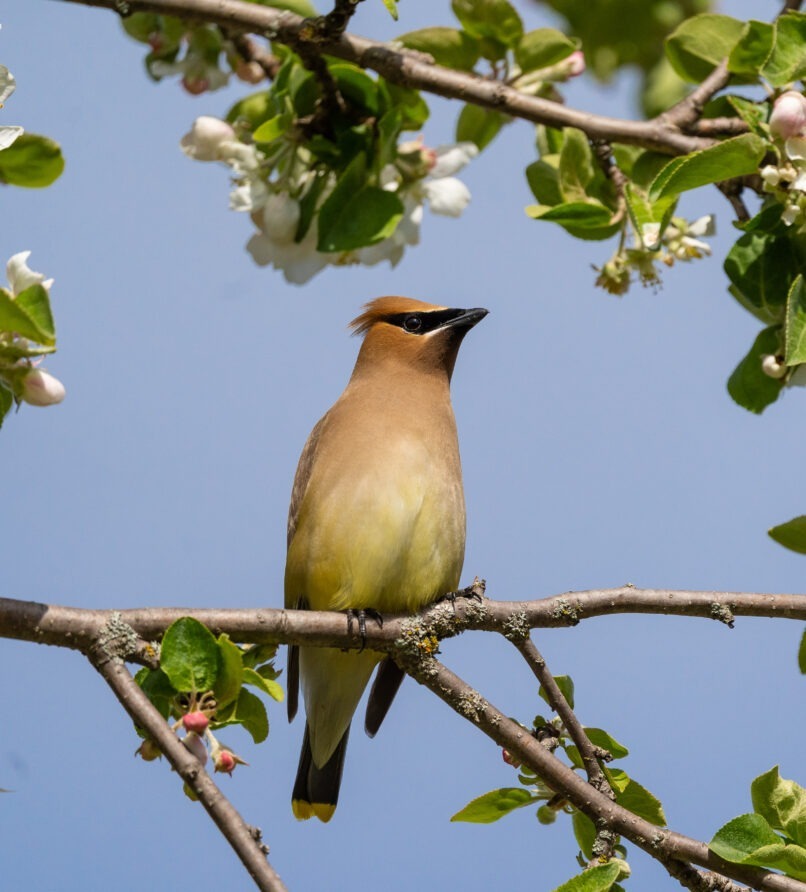Au Baluchon : une faune aviaire d’une richesse exceptionnelle