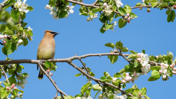 Jaseur d'Amérique, oiseau au Baluchon