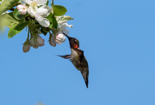 Au Baluchon : une faune aviaire d’une richesse exceptionnelle