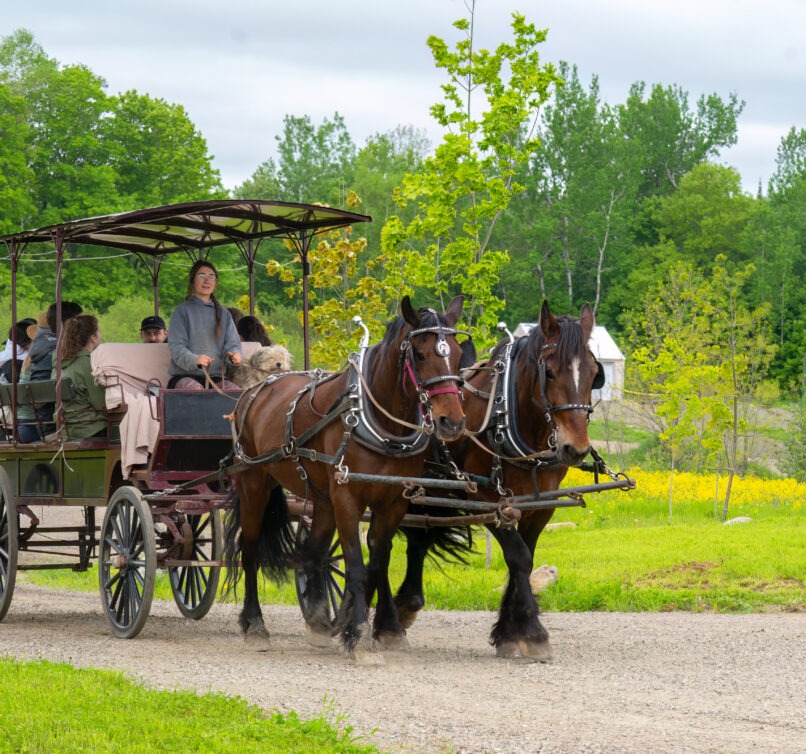 Carriole-Baluchon-09482