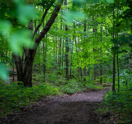 Shinrin yoku – immersion en forêt
