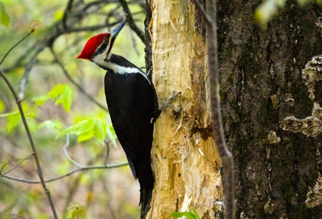 Wildlife observation
