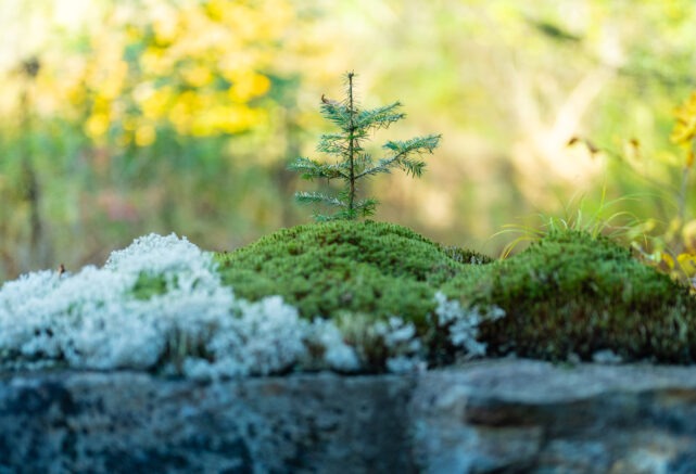 Se laisser charmer par le printemps au Baluchon : pour certains, la plus belle saison au Québec