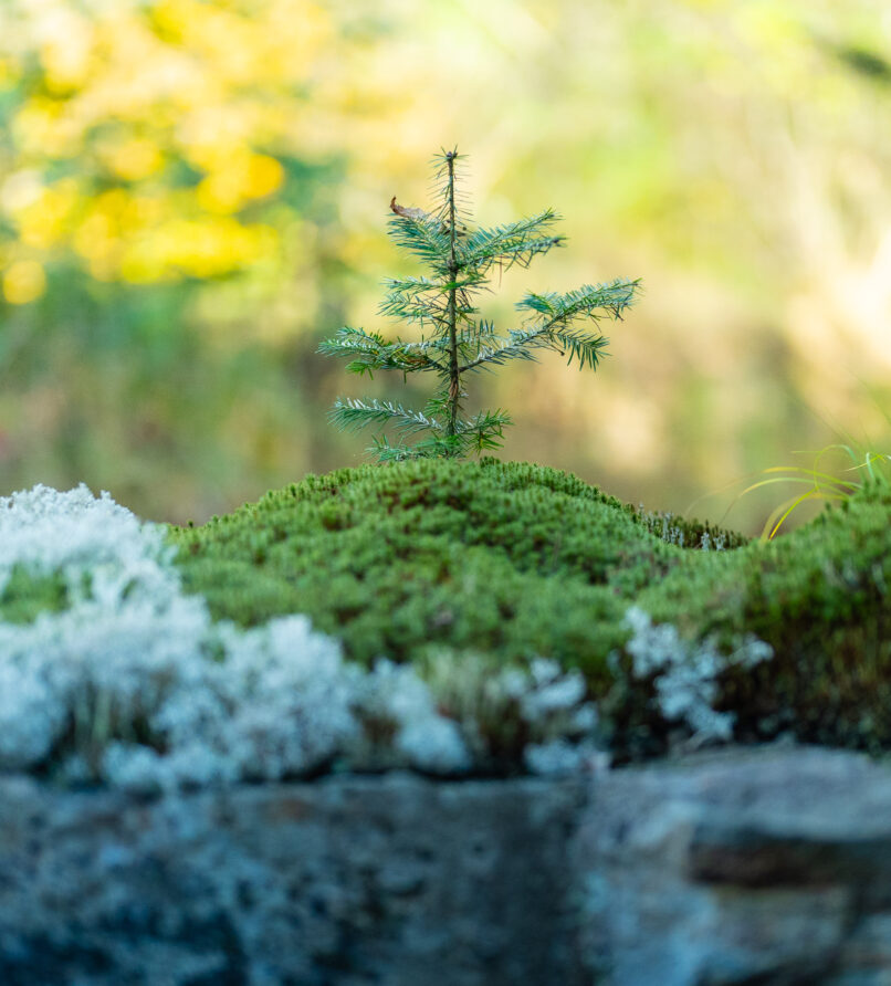 Se laisser charmer par le printemps au Baluchon : pour certains, la plus belle saison au Québec