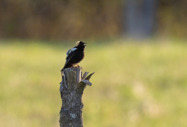 Quand les oiseaux choisissent le Baluchon