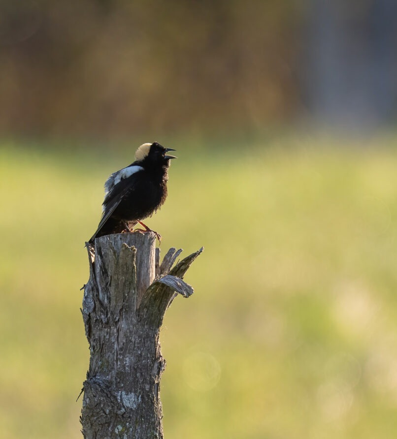 Quand les oiseaux choisissent le Baluchon